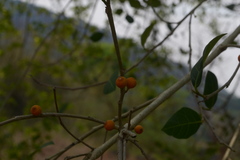 Ficus tinctoria subsp. parasitica